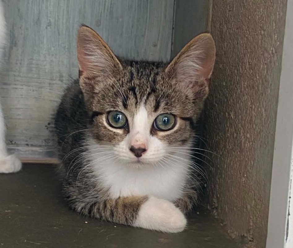 Bonno - Chat Européen à adopter