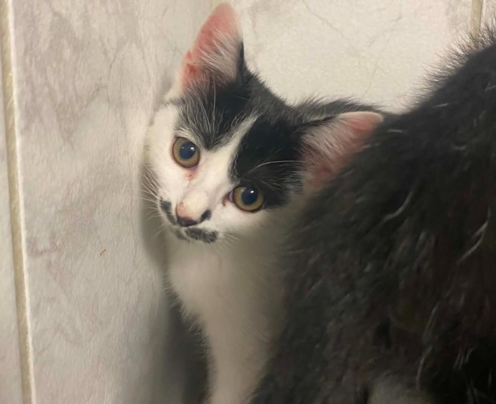 Azia - Chat Européen à adopter