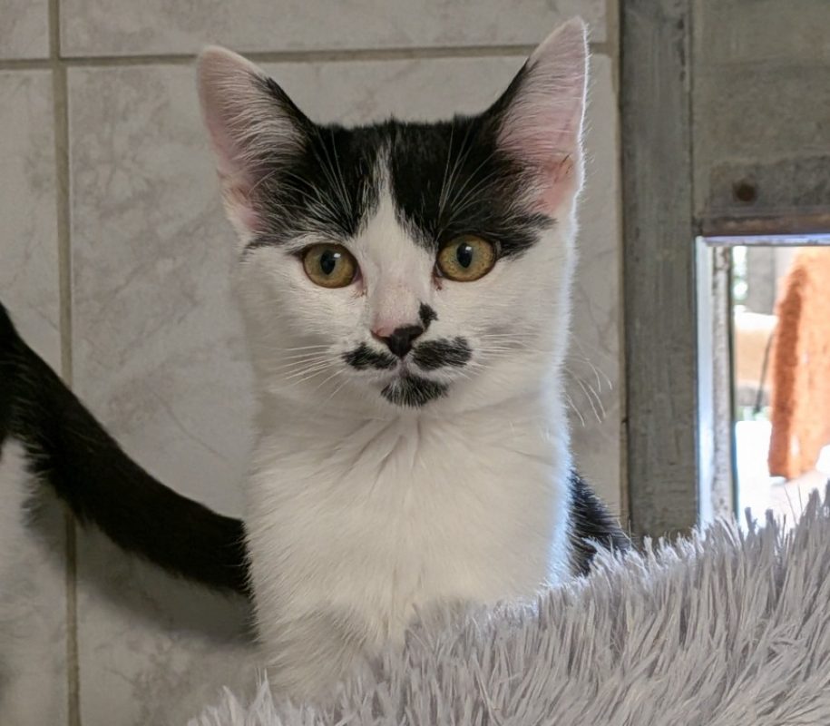 Azia - Chat Européen à adopter