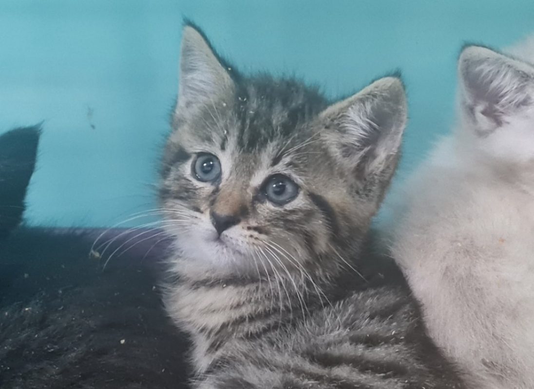Edwige - Chat Européen à adopter