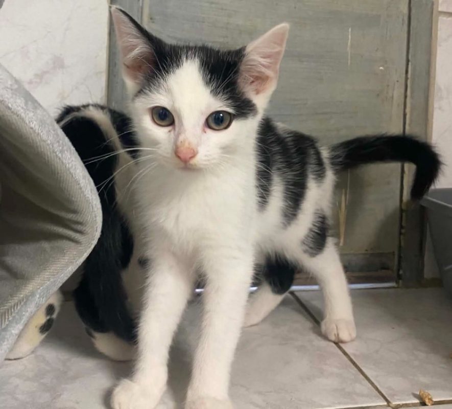 Rozo - Chat Européen à adopter