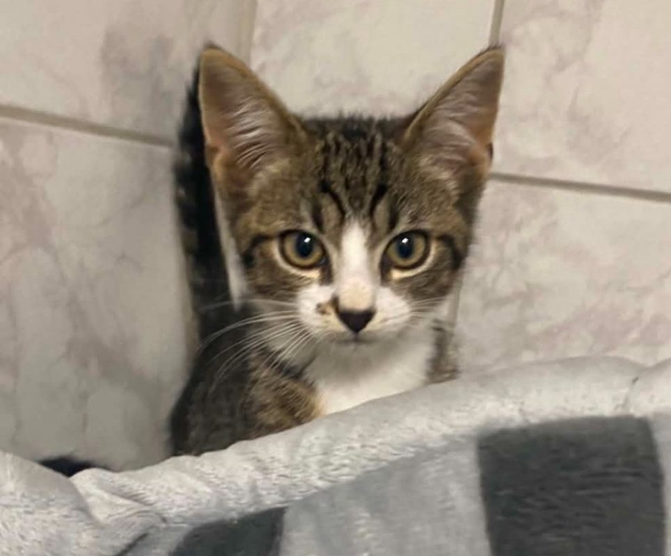 Jeano - Chat Européen à adopter