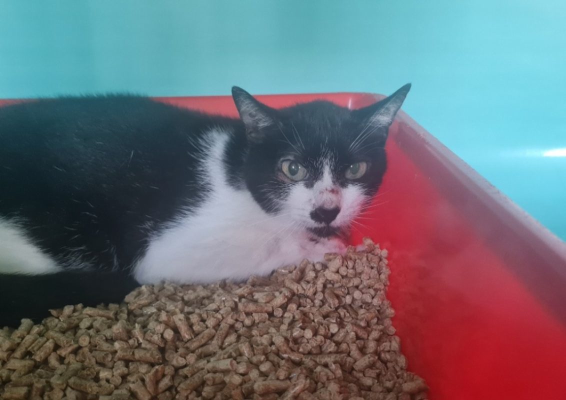 Bleuet - Chat Européen à adopter