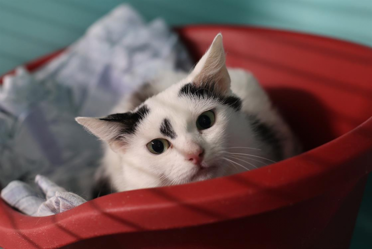 Photo #1 de Broomhilda