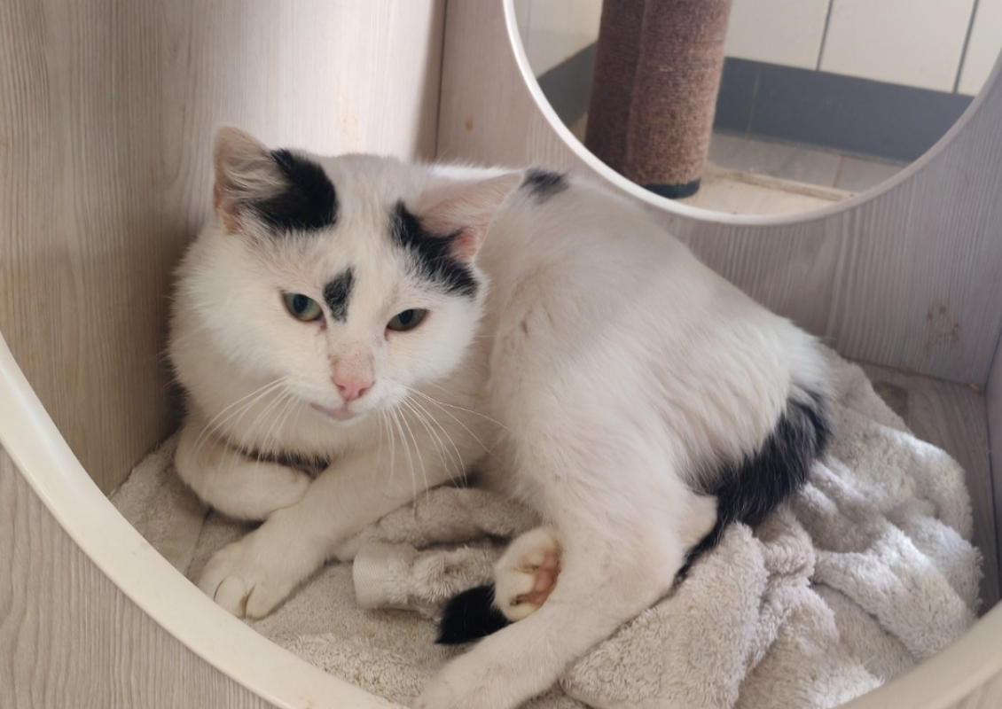 Photo #2 de Broomhilda