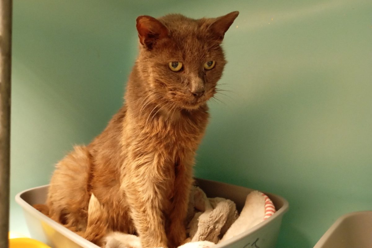 Varane - Chat Européen à adopter - photo 2