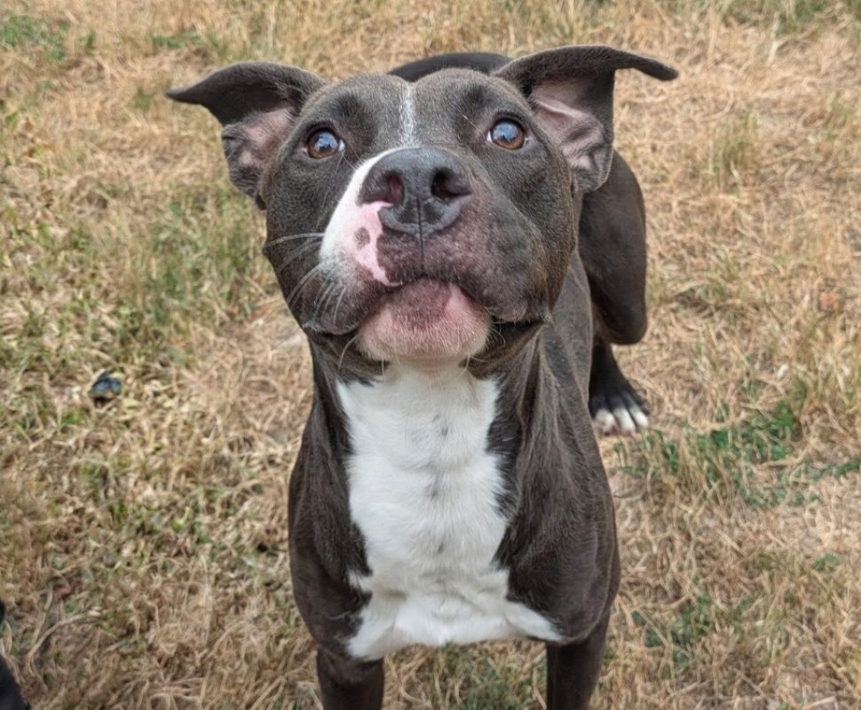 Chance - Chien à adopter