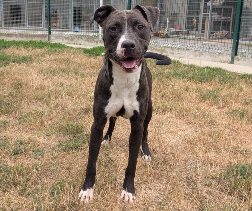 Chance - Chien à adopter - photo 2
