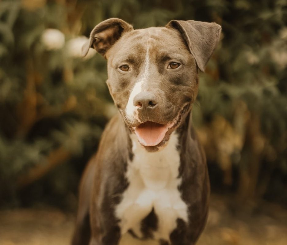 Chance - Chien à adopter
