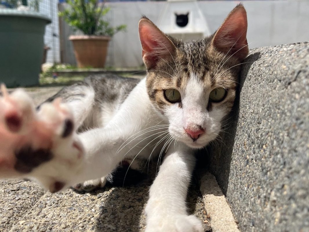 Twinky - Chat Européen à adopter