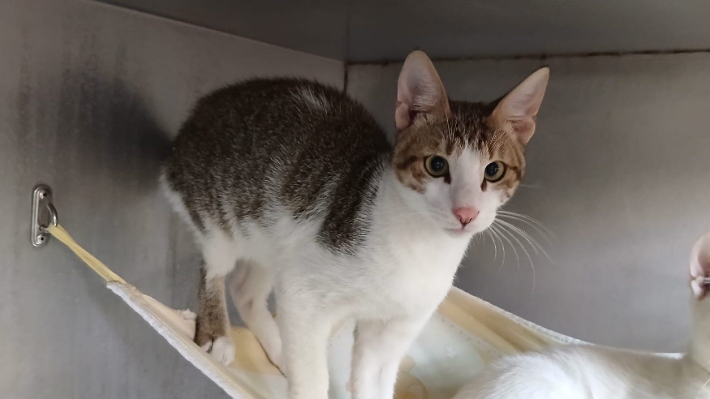 Twinky - Chat Européen à adopter - photo 2