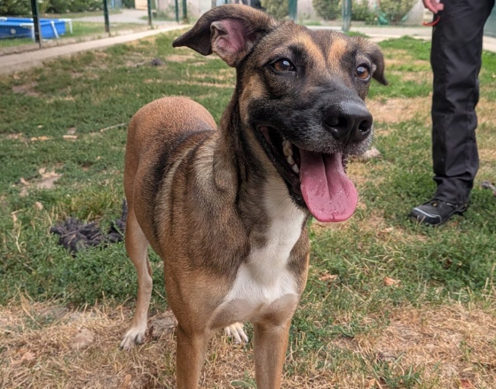 Zelie - Chien à adopter