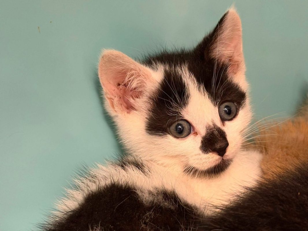 Cassi - Chat Européen à adopter
