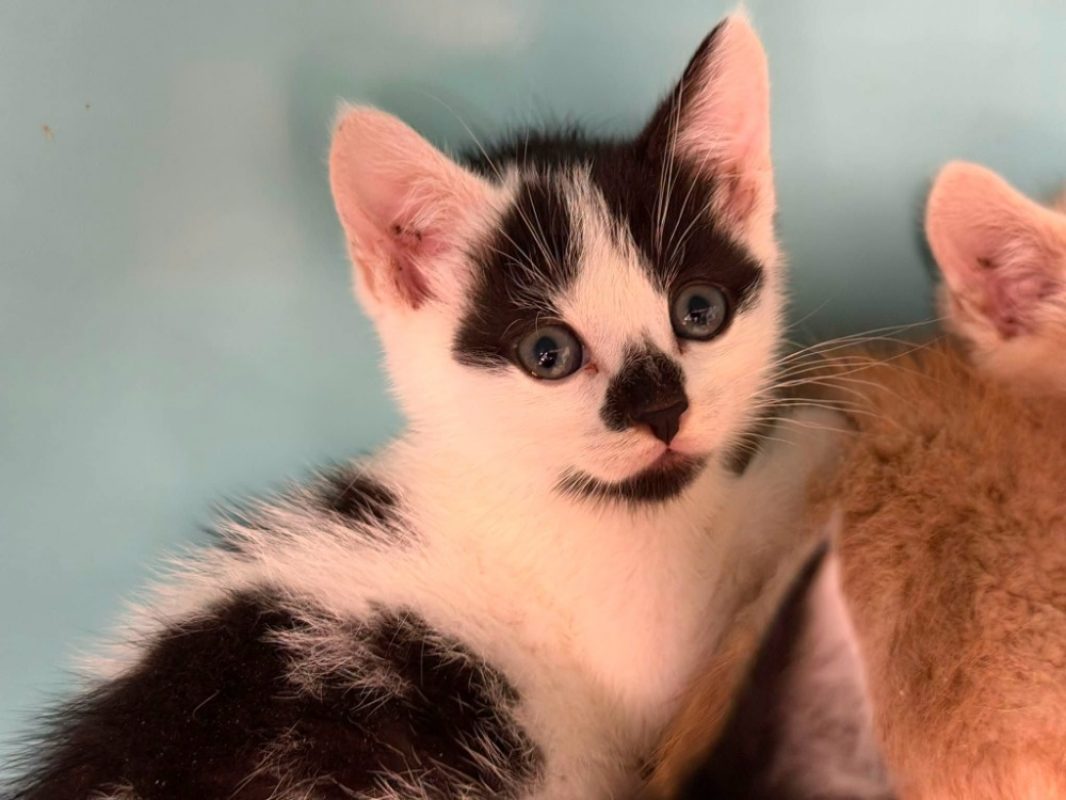 Cassi - Chat Européen à adopter - photo 2