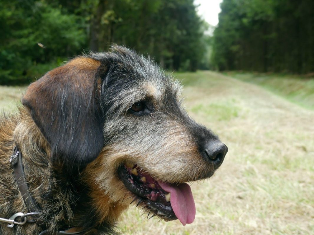 Max - Chien Griffon Nivernais à adopter