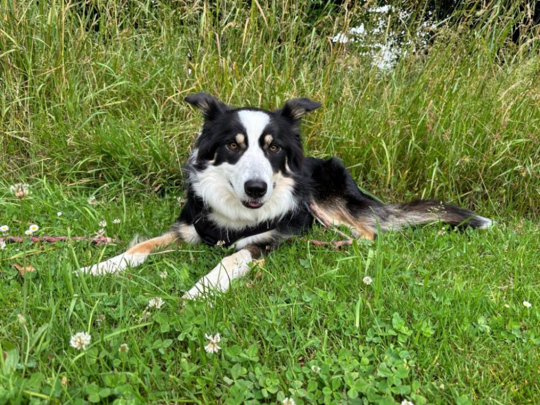 Brulu - Chien Border Collie à adopter