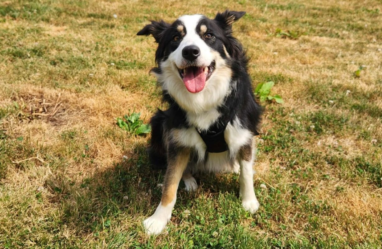 Brulu - Chien Border Collie à adopter - photo 2