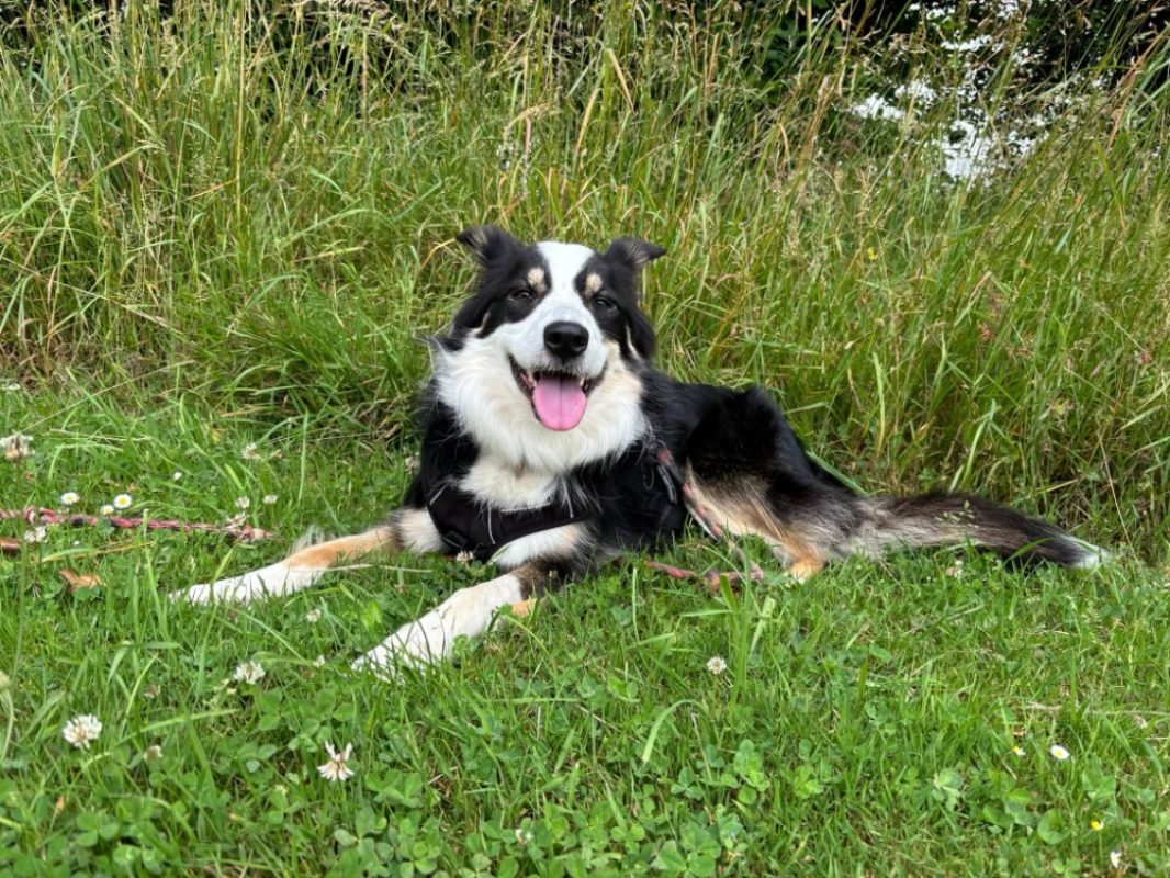 Brulu - Chien Border Collie à adopter - photo 3