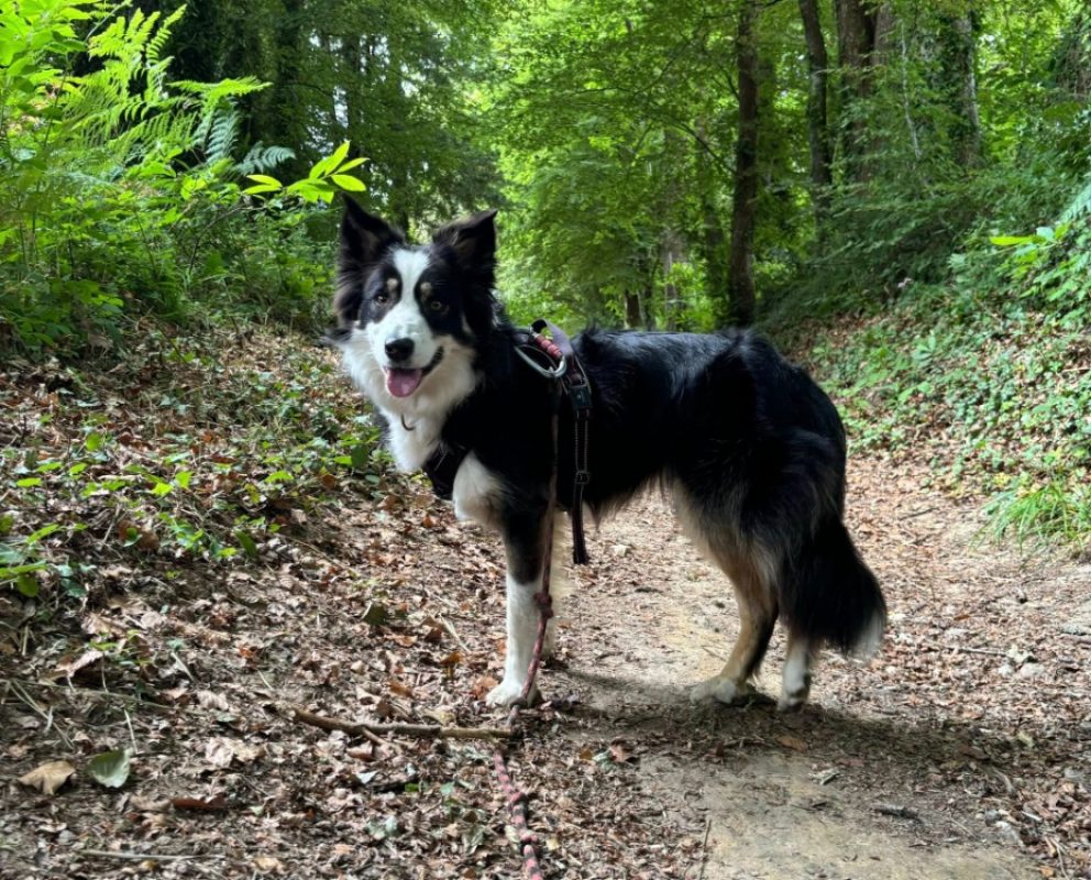 Brulu - Chien Border Collie à adopter - photo 4