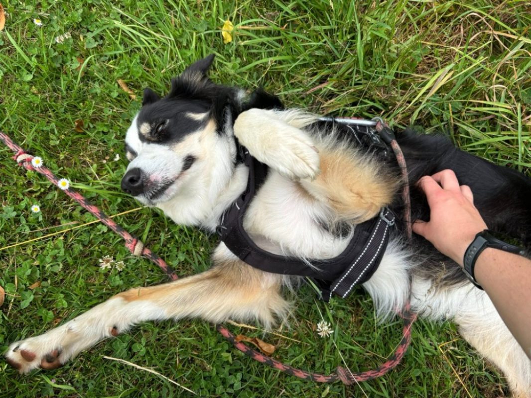 Brulu - Chien Border Collie à adopter - photo 5