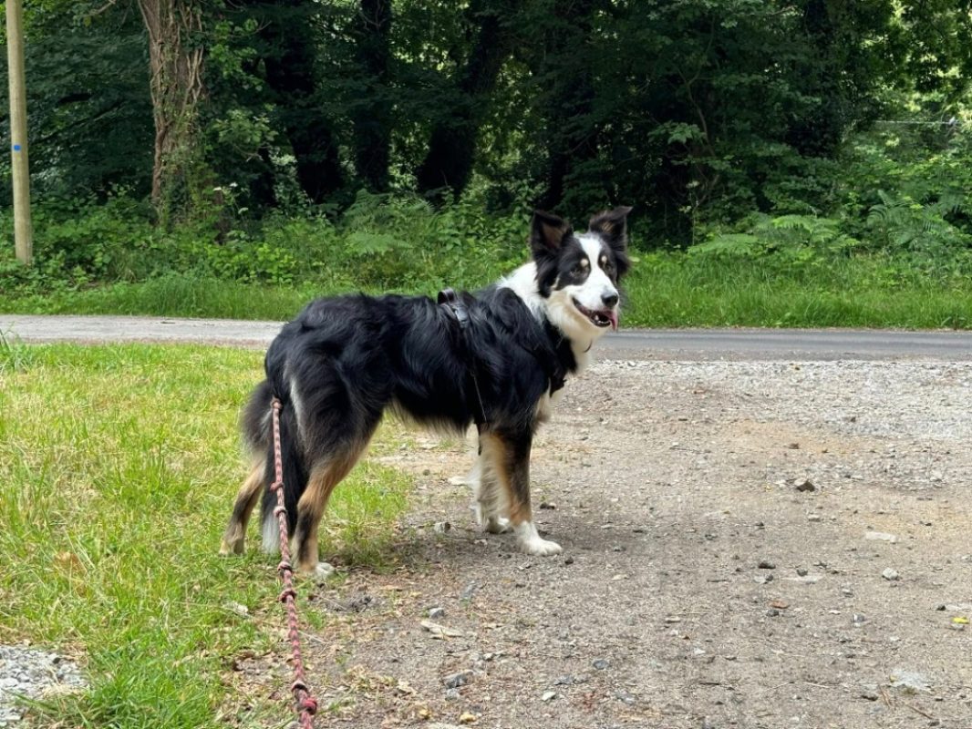 Brulu - Chien Border Collie à adopter - photo 6