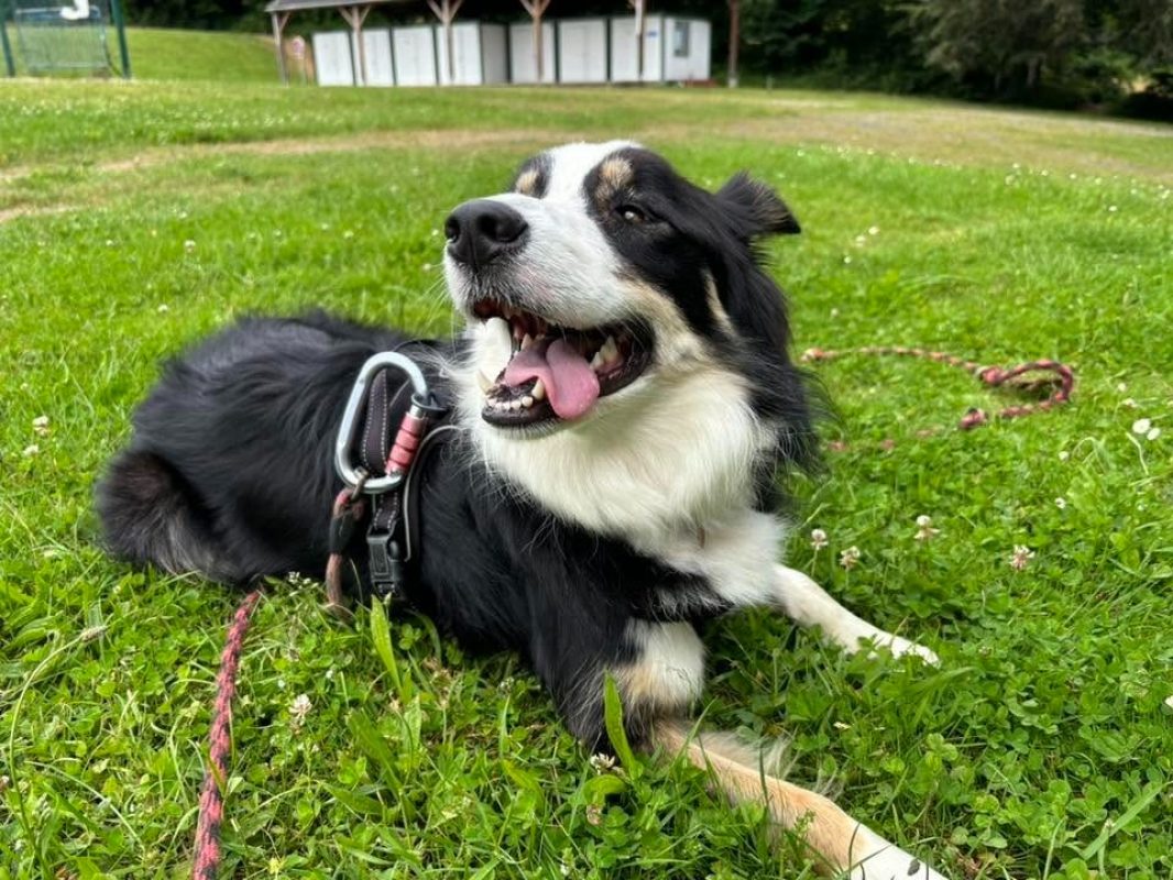 Brulu - Chien Border Collie à adopter - photo 7