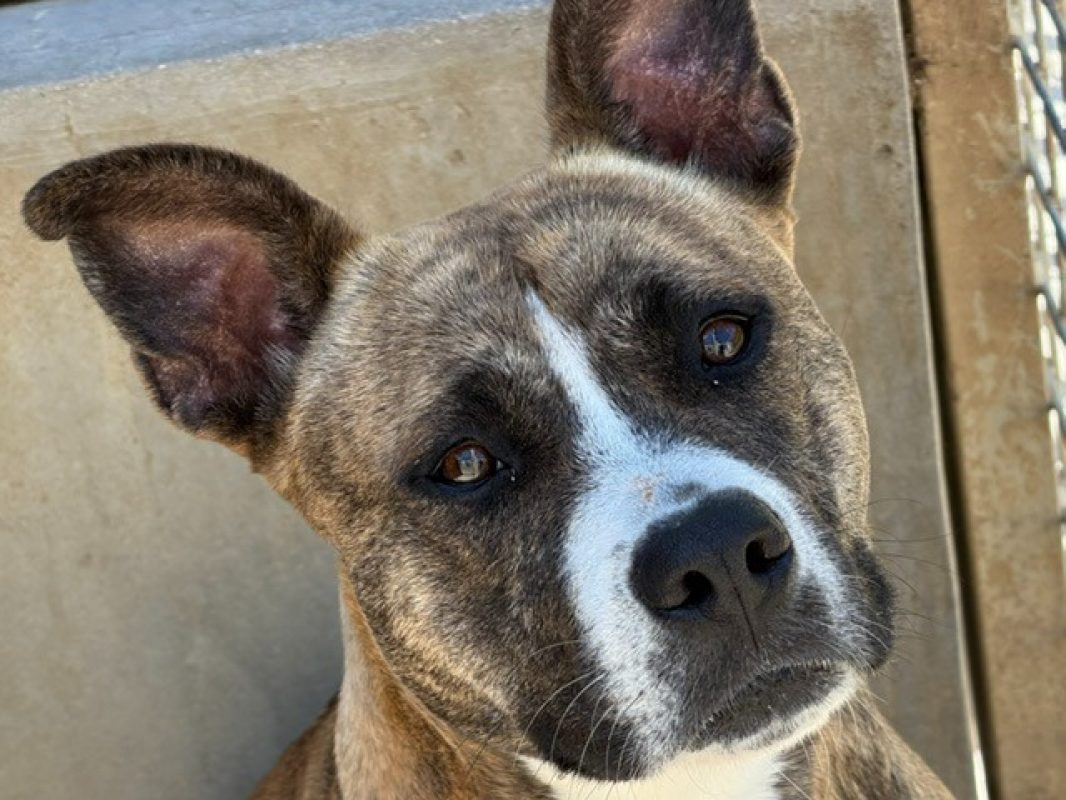 Tayra - Chien à adopter