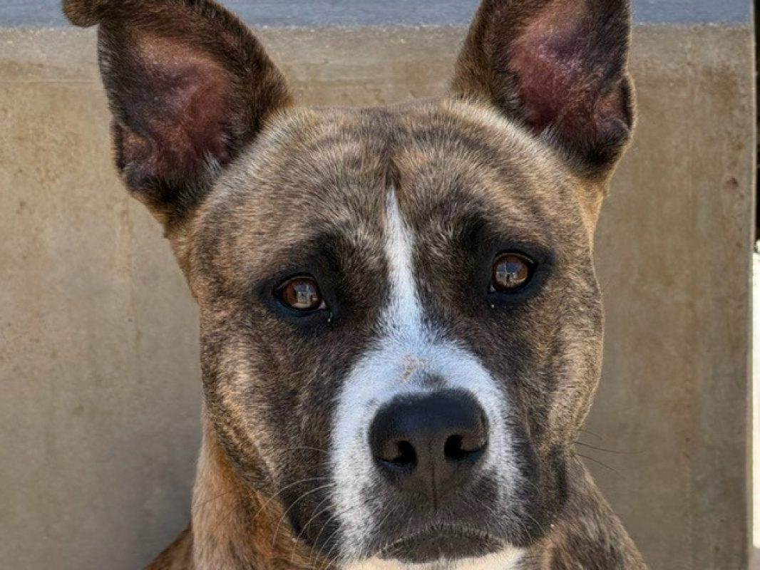 Tayra - Chien à adopter - photo 2