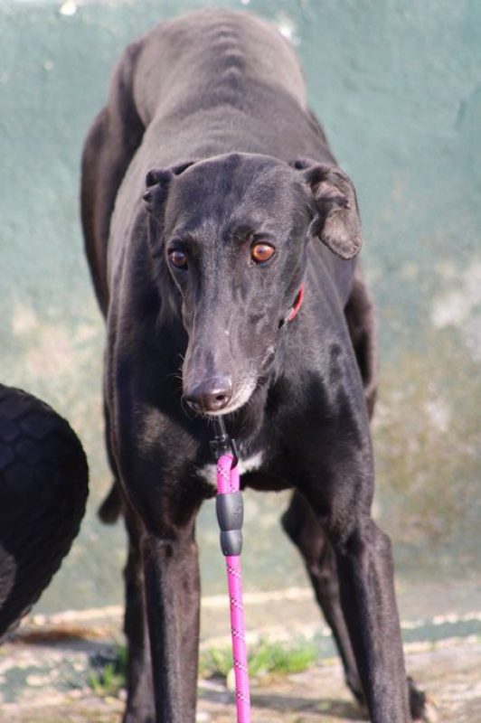 BOMBON - Chien Galgo à adopter