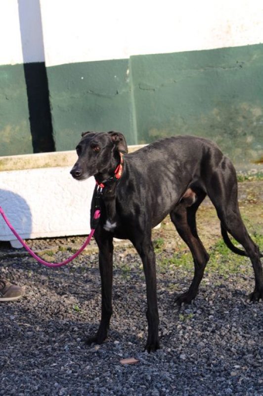 BOMBON - Chien Galgo à adopter - photo 4