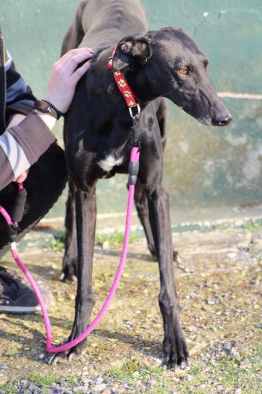 BOMBON - Chien Galgo à adopter - photo 5