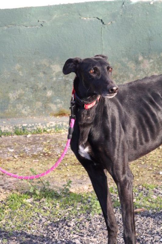BOMBON - Chien Galgo à adopter - photo 2