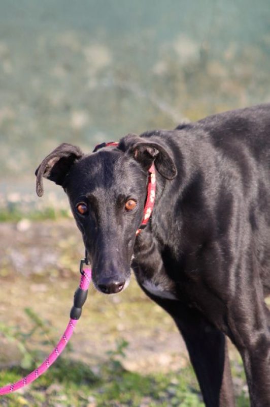 BOMBON - Chien Galgo à adopter - photo 3