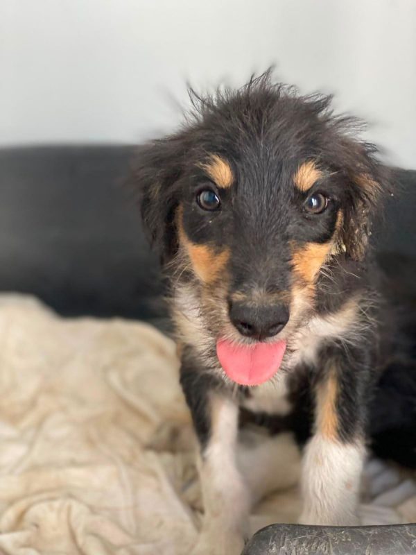 Levante - Chien à adopter - photo 6