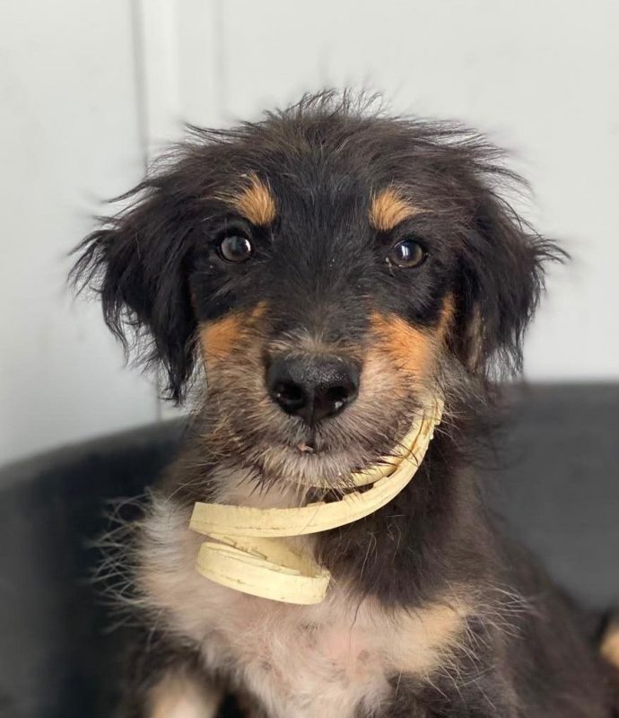 Levante - Chien à adopter