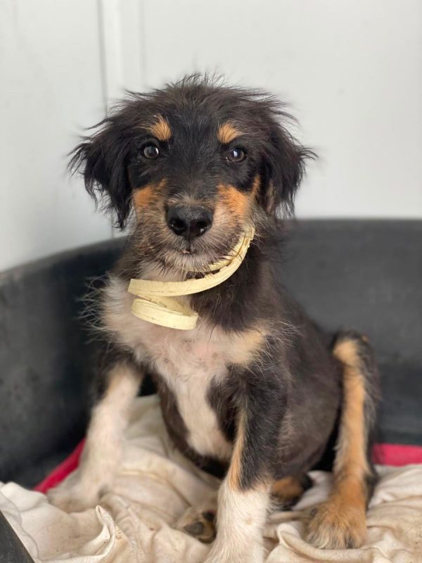 Levante - Chien à adopter - photo 4