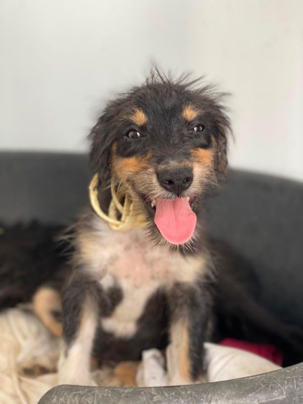 Levante - Chien à adopter - photo 2