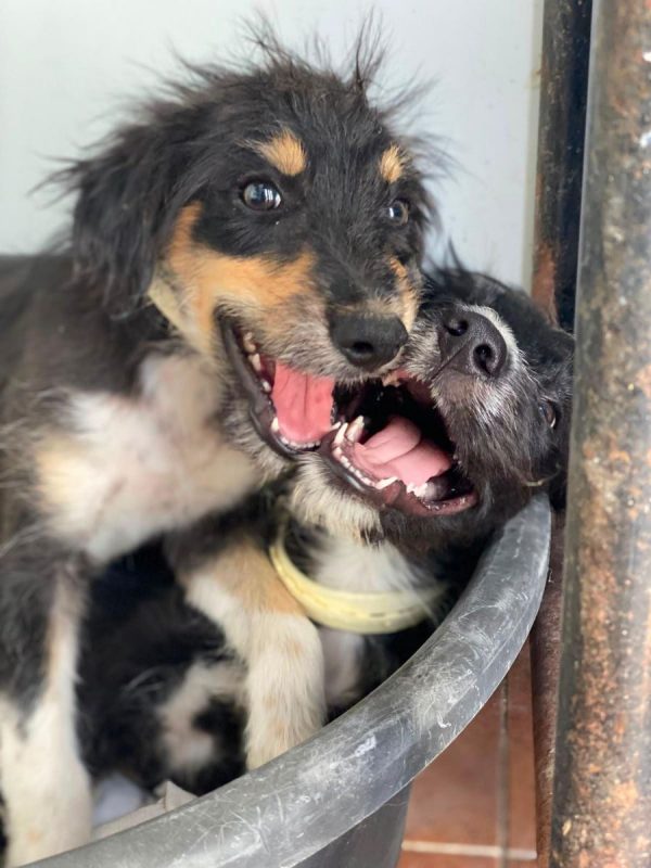 Levante - Chien à adopter - photo 3