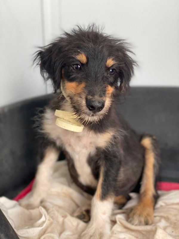 Levante - Chien à adopter - photo 5