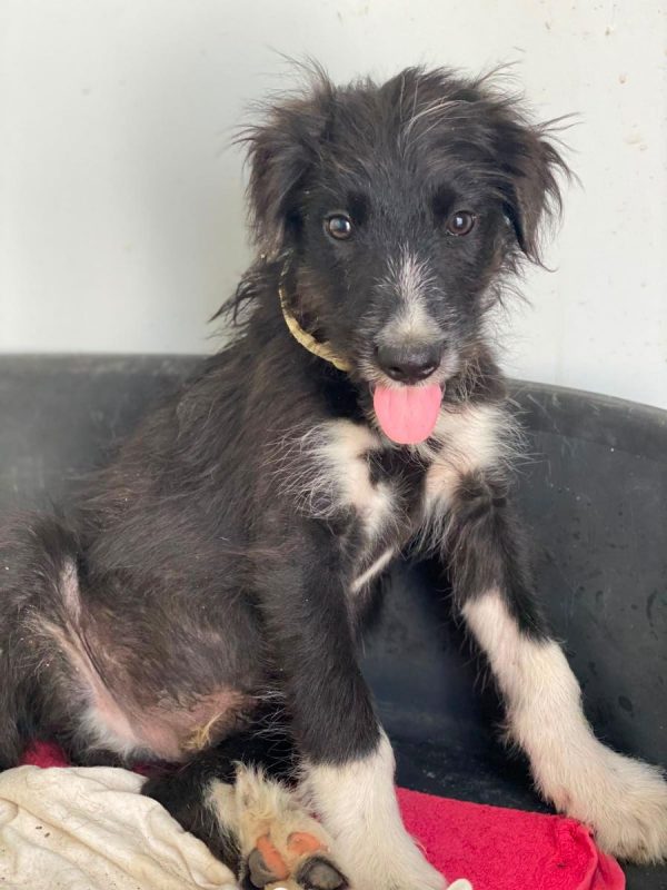 Alcancil - Chien à adopter - photo 2