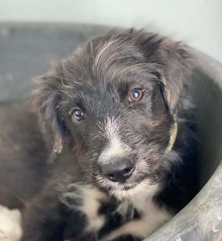 Alcancil - Chien à adopter