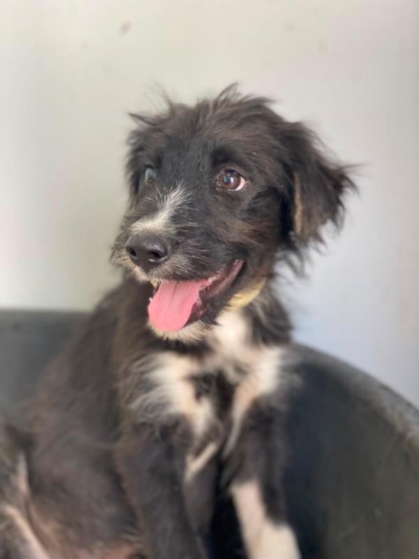 Alcancil - Chien à adopter - photo 6