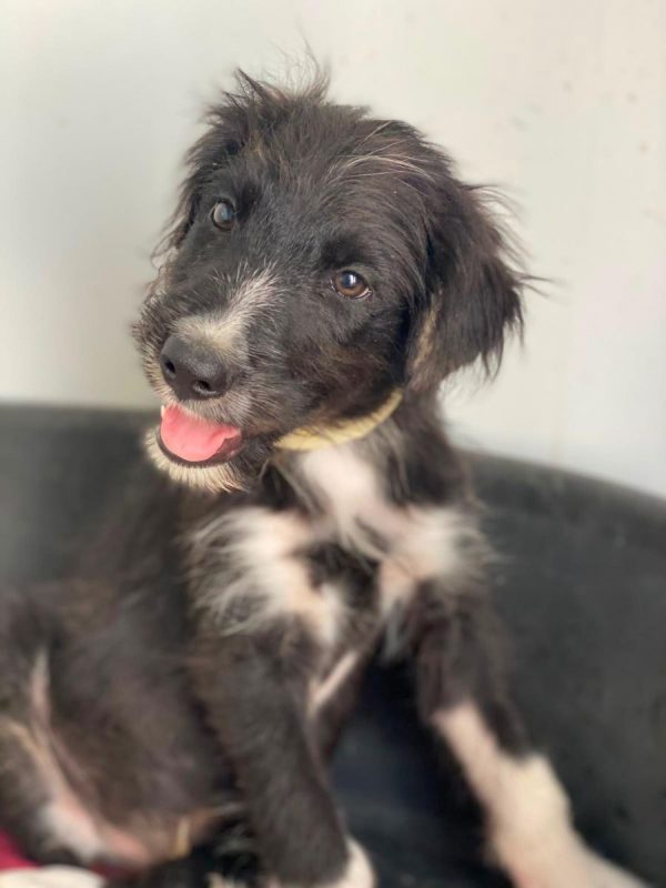 Alcancil - Chien à adopter - photo 3