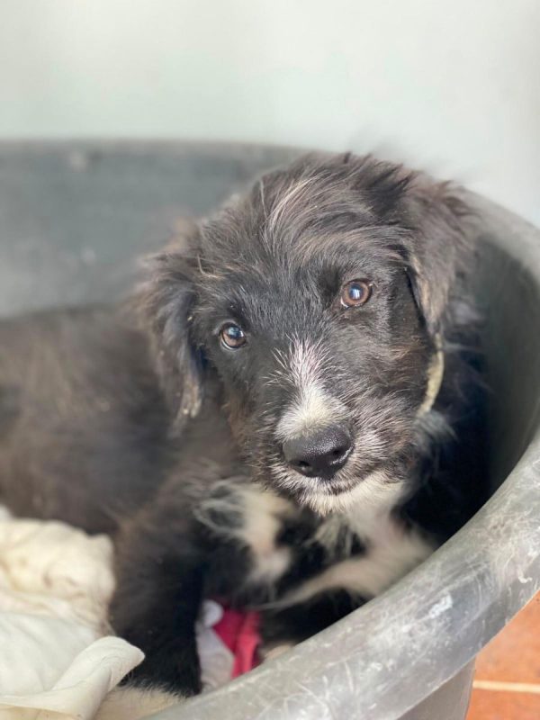 Alcancil - Chien à adopter - photo 4