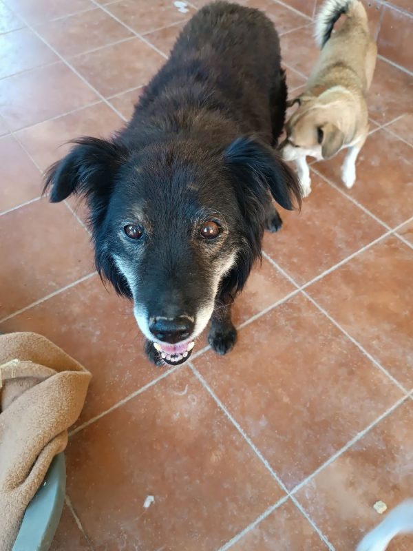 Manolo - Chien à adopter - photo 5