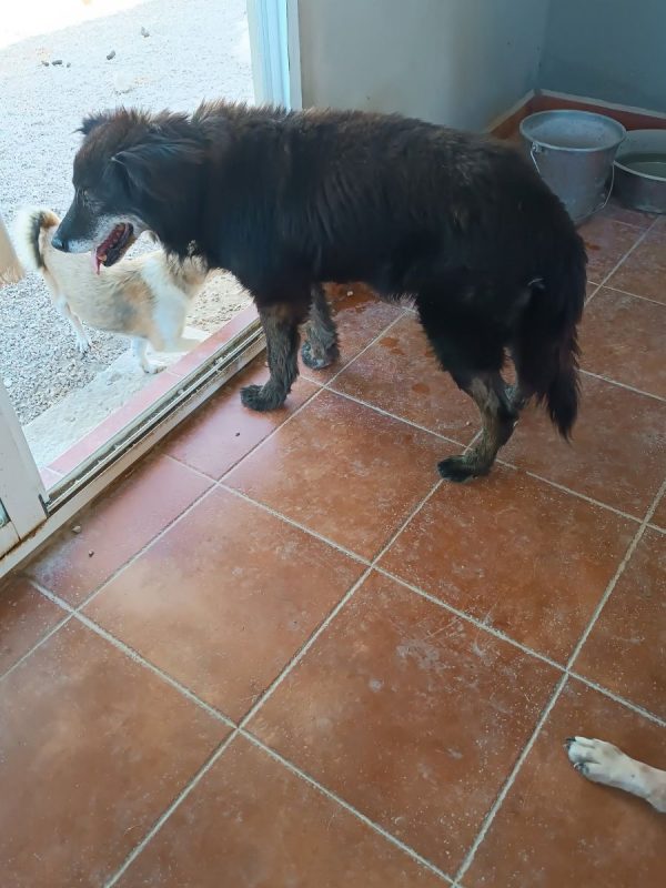 Manolo - Chien à adopter - photo 11