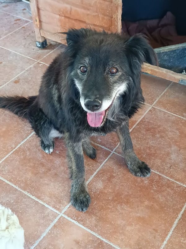 Manolo - Chien à adopter - photo 12