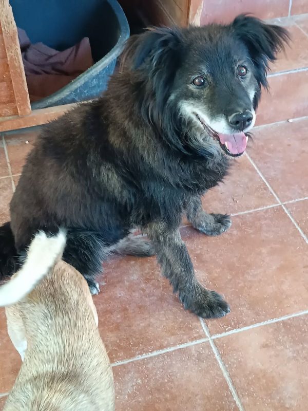 Manolo - Chien à adopter - photo 10
