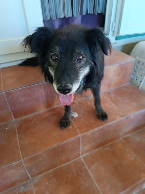 Manolo - Chien à adopter - photo 7
