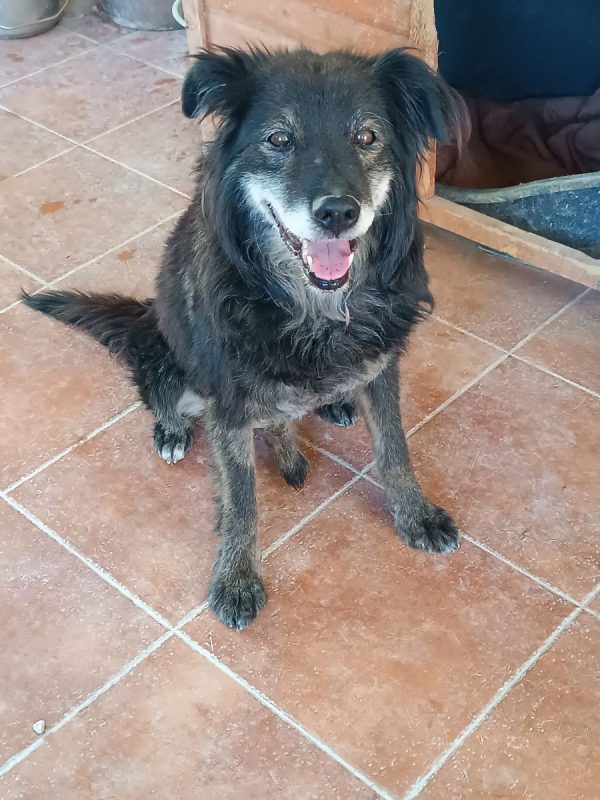 Manolo - Chien à adopter - photo 2